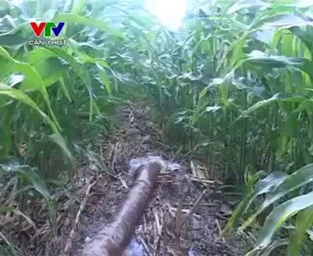 Hiệu Quả Mô Hình Trồng Bắp Lai - nghenong.com