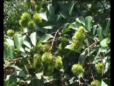 Hiệu Quả Nâng Cao Từ Mô Hình Tưới Nước Tiết Kiệm - nghenong.com