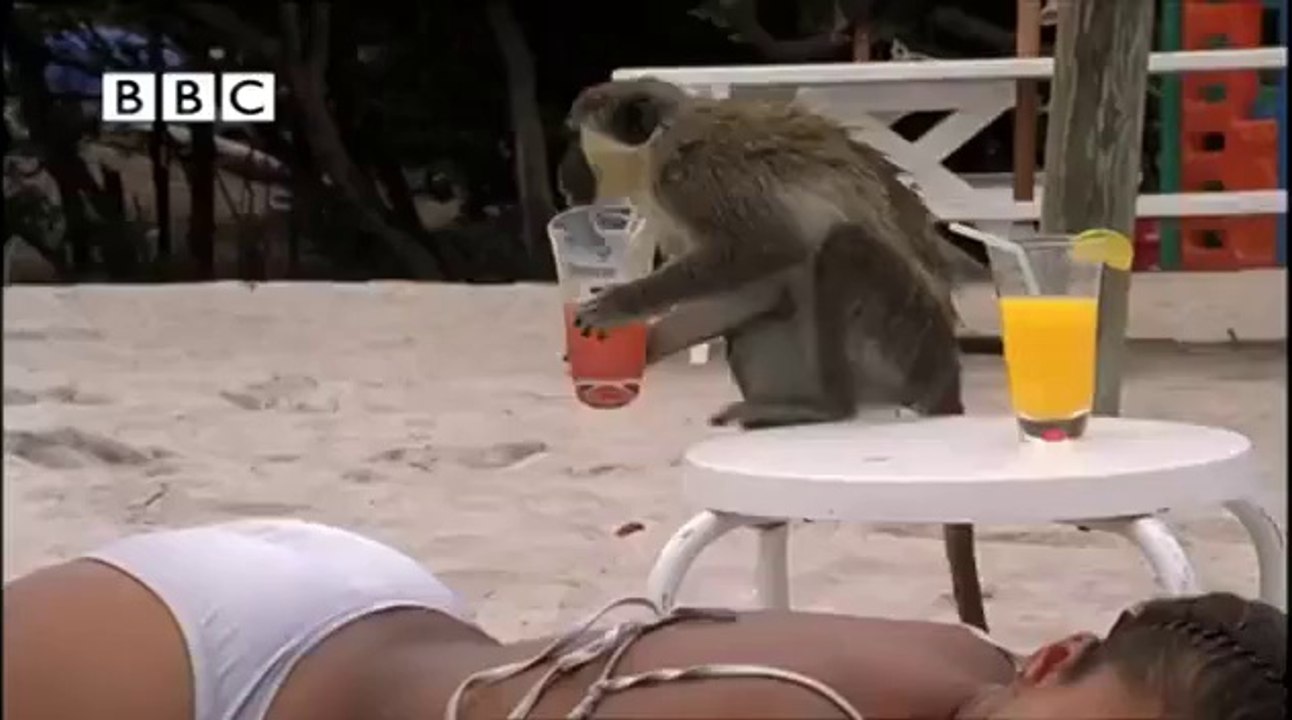Alkolik Maymunlar