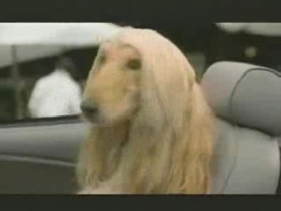 Pubsbudweiseblondedog