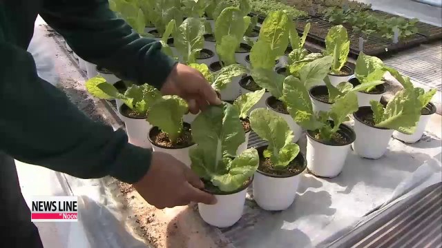 Crossbred vegetable contains anti-cancer substance