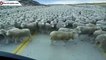 Des milliers de moutons sur la route