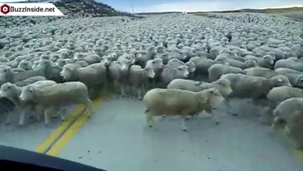 Des milliers de moutons sur la route