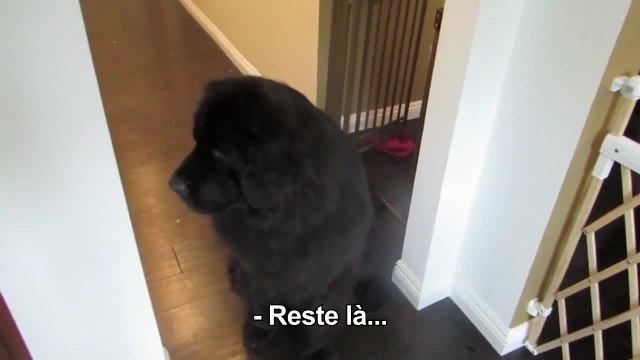 Un chien joue à cache-cache avec une petite fille (vostfr)