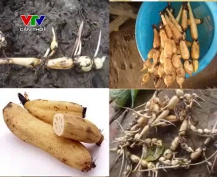 Mô Hình Canh Tác Hiệu Quả Trên Lung Phèn Bnn - nghenong.com