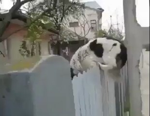 Genius dog watch the trick of dog.