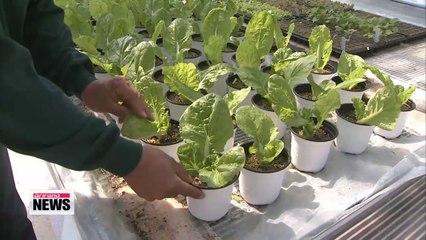 Crossbred vegetable contains anti-cancer substance