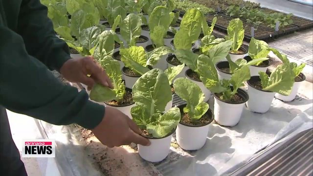 Crossbred vegetable contains anti-cancer substance