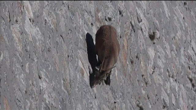 Un bouquetin acrobate sur un barrage en Italie
