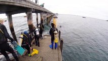Dive Trip @ Flinders Pier