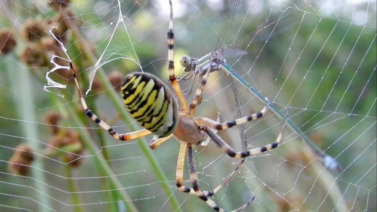 L'argiope frelon, l'emballage d'une proie