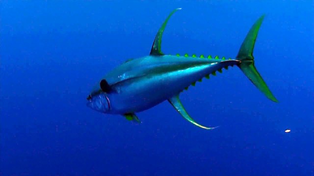 Vidéo : un chasseur se retrouve nez à nez avec un requin-baleine