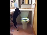 This Dog Uses A Toilet Better Than Most Humans