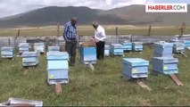 Bal rekoltesinde yüzde 90 artış -