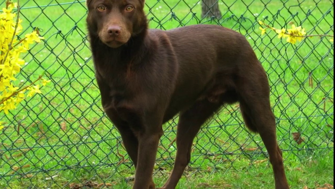 Chien-Loup de Saarloos & Kelpie Australien