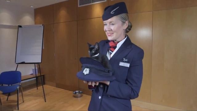 British Airways Adds Puppies and Kittens to In-Flight Entertainment