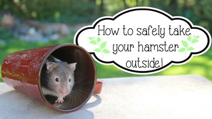 SAFELY TAKING YOUR HAMSTER OUTSIDE