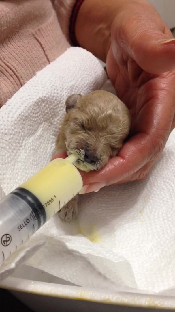 Can You Give 3 Week Old Puppies A Bath