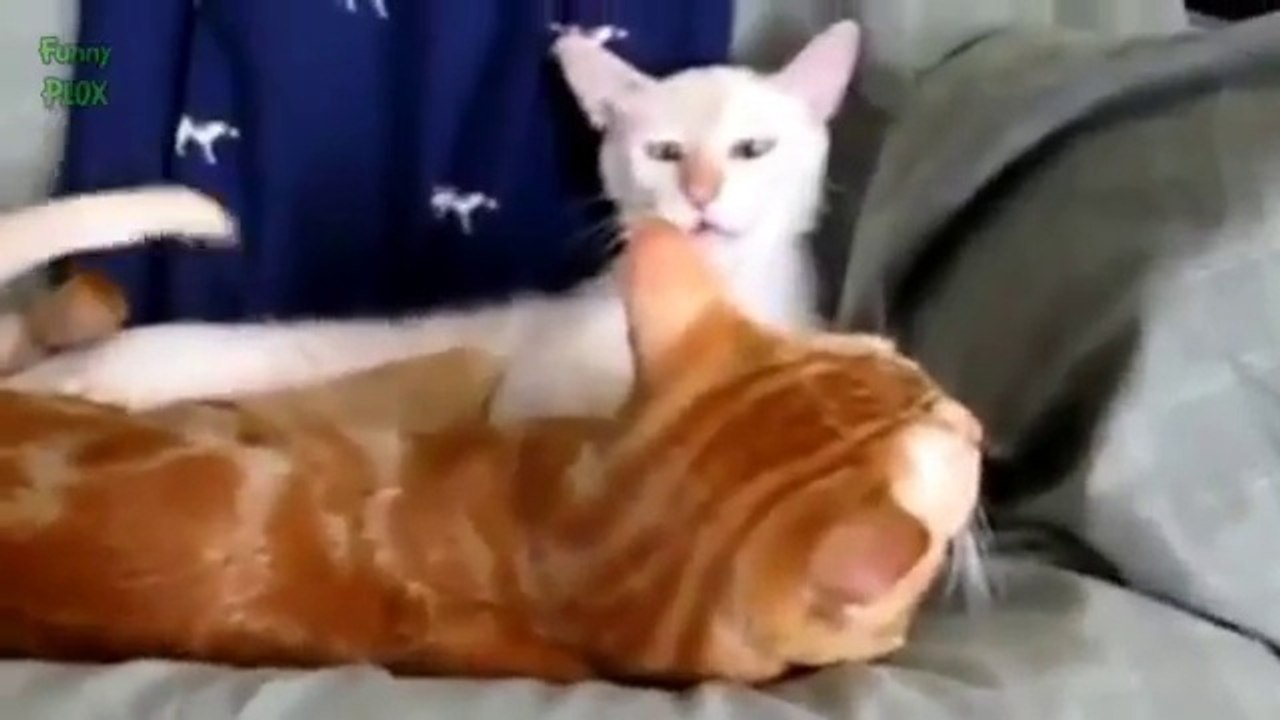 Best Funny Animals Videos Compilation