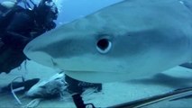 Tiger Sharks Want Their Noses Petted Like Puppies in Incredible GoPro Video