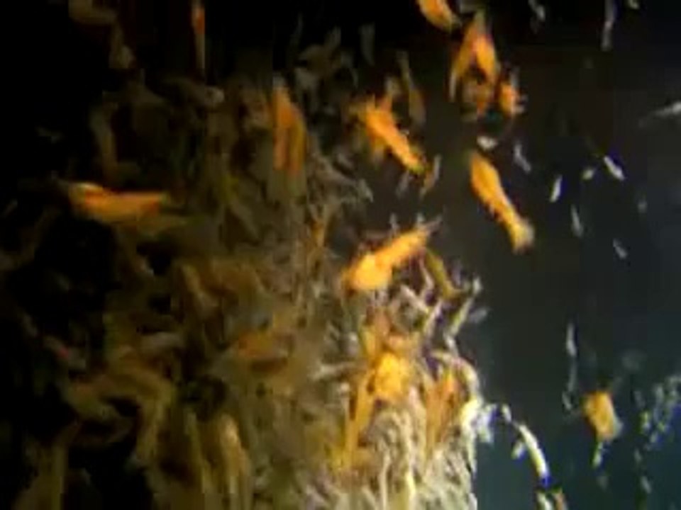 Aliens of the Deep - Fragman