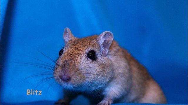 Agility Pearl, Blitz & Moustik