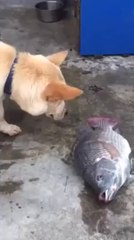 Dogs are not just men`s best friend. Amazing Video