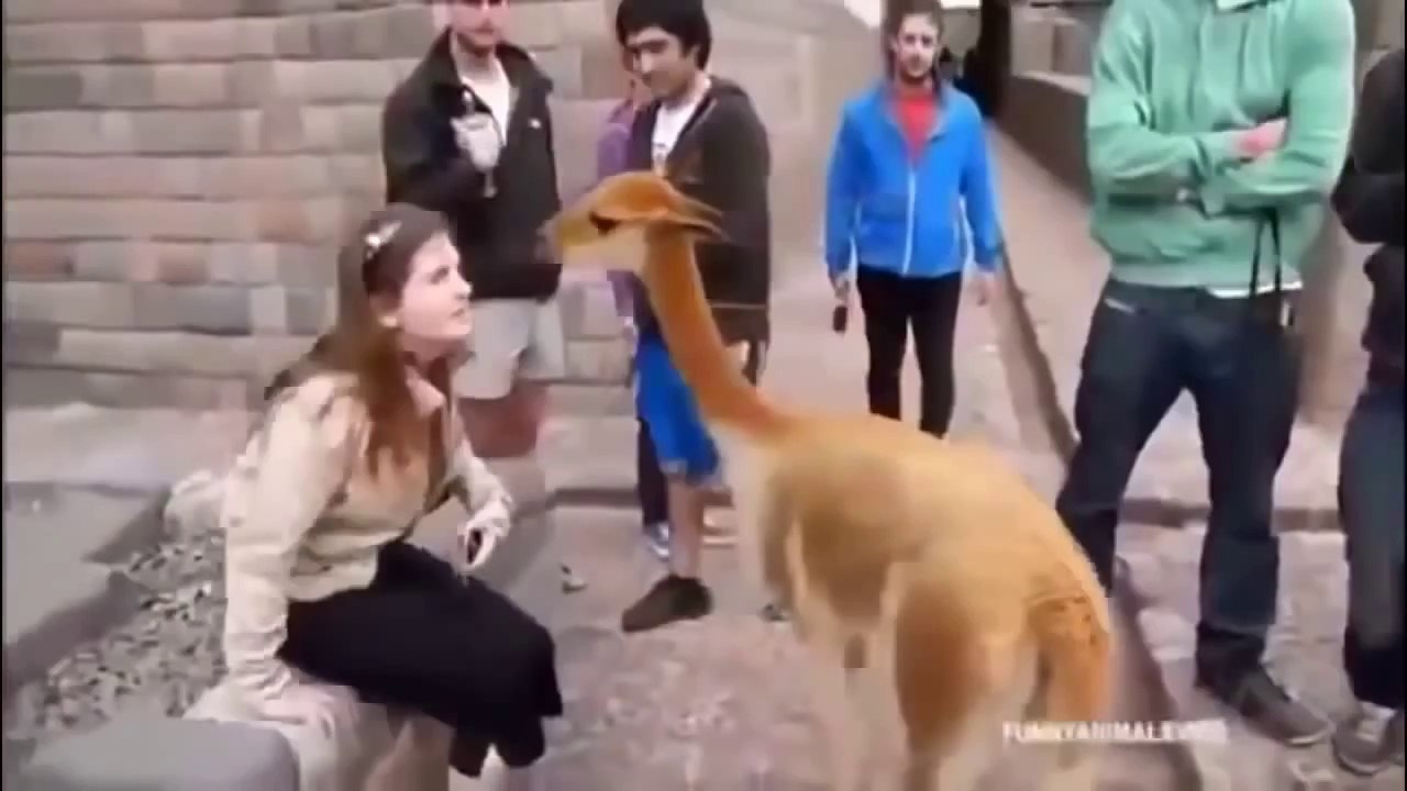 Funny Animal Compilation