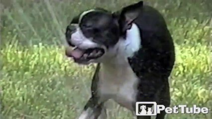 Terrier Terrorized by Sprinkler