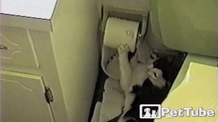Kitty Litters in the Bathroom