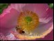 Eden [short film about Flowering Plants]