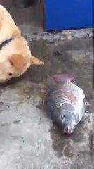 Dog tries to save fishes