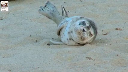 caught in the act! Funny Animal Videos,Funny Pet Videos, Funny Cat Videos