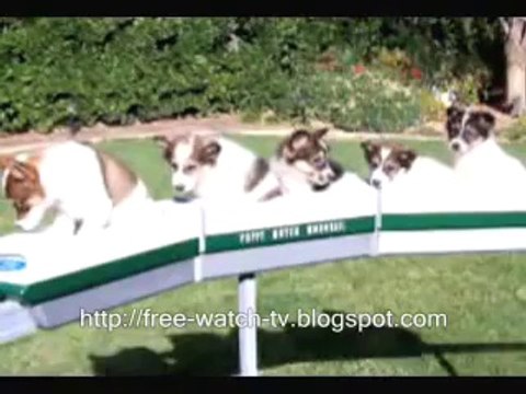 funny animals (cats, dogs) photos - real and not - Video Dailymotion