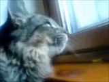 Funny Cats Compilation - Funny Cat Videos Ever- Funny Videos - Funny Animals - Funny Animal Videos 7 - Video Dailymotion_2