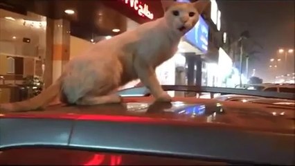 Funny Cats Compilation - Funny Cat Videos Ever- Funny Videos - Funny Animals - Funny Animal Videos 9 - Video Dailymotion