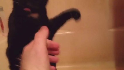 Funny Cats Compilation - Funny Cat Videos Ever- Funny Videos - Funny Animals Funny Animal Videos 12 - Video Dailymotion