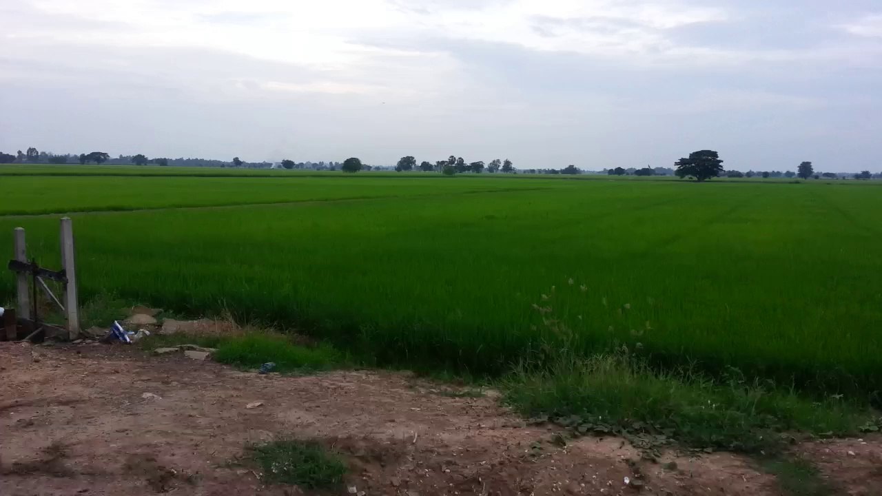 Thailand rice farm
