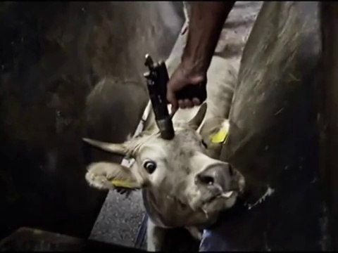 Carne razões pra não comer.