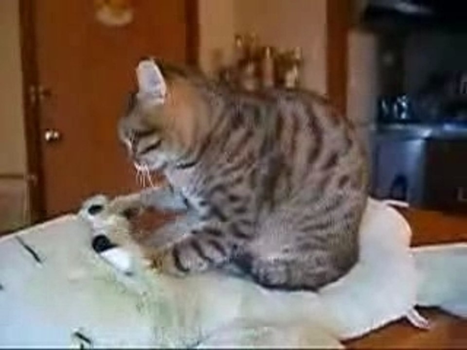 Massage de chat