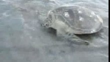 Sunrise Turtle and Sunset