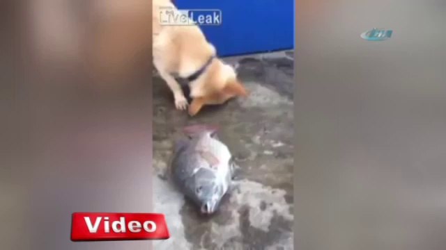 Altın kalpli köpek