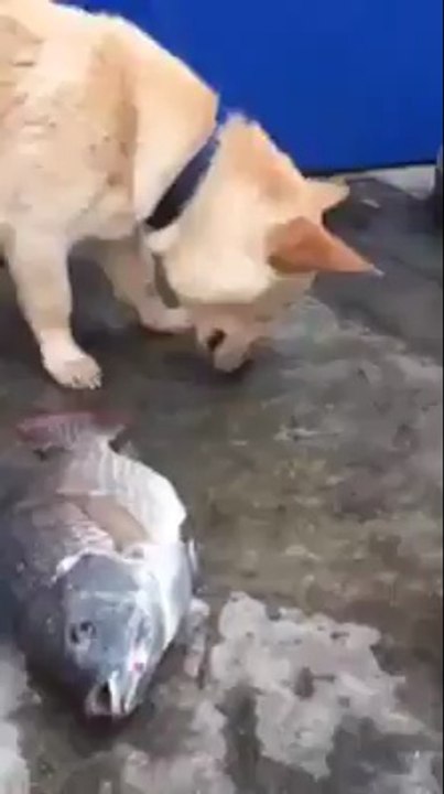Balığı Hayatta Tutmaya Çalışan Köpek - Biz insanlardan daha merhametli..