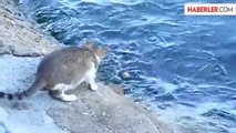 İstanbul Boğazı'nda Balık Avlayan Kedi