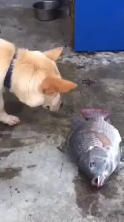 Dog try to save fish with water