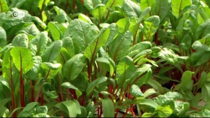 Albóndigas de lucio a la sueca | Euromaxx