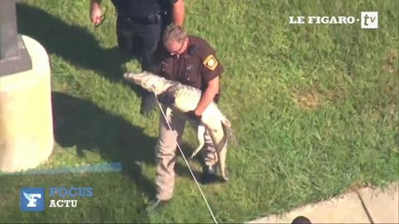 Un alligator caché dans un lycée au Texas