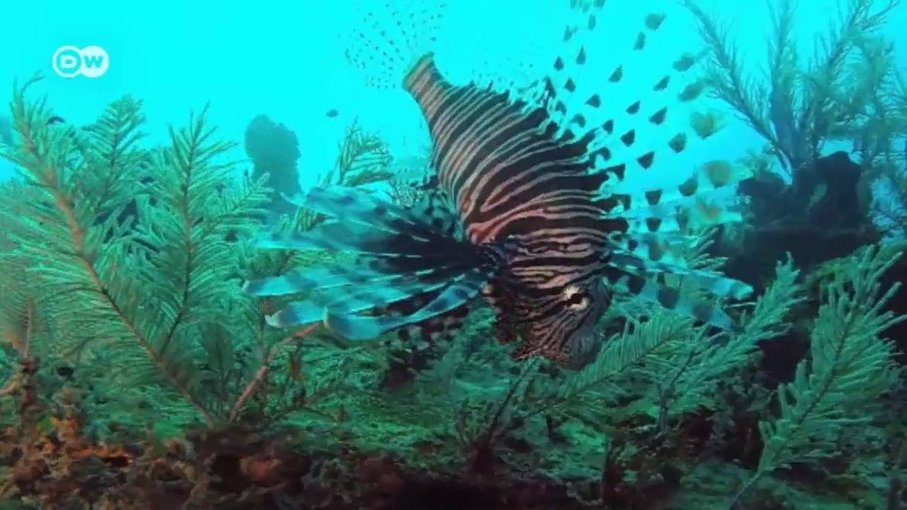 Belice: la lucha contra la invasión del pez león | Global 3000