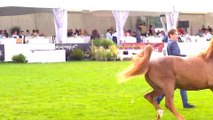 Extraits num1 du Championnat Européen de Chevaux Arabes à Chantilly les 9 et 10 août