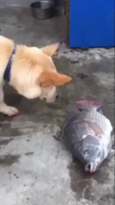 Bir Köpeğin Yaşam İçin Verdiği Mücadele | Sayfala.Com
